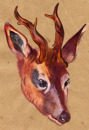 Stag deer